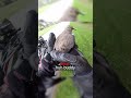 Biker Saves Baby Dove on Road 🫢