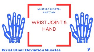 Wrist Ulnar Deviation Muscles