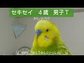 セキセイインコ 4歳 男子T 「おしゃべり」🎵BGM 『おとうさんといっしょ』