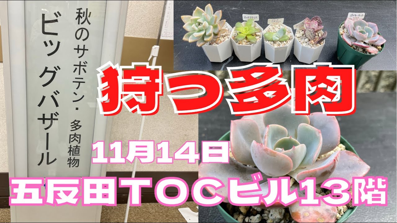 多肉植物 五反田ｔｏｃ秋のビッグバザールに行ってきました Youtube