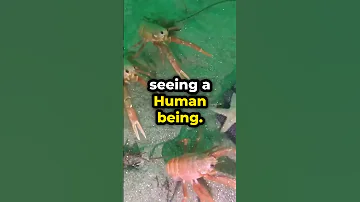 😯First Time seeing a HUMAN , Tuna Crabs Amazing Reaction 🙄| viral vidz
