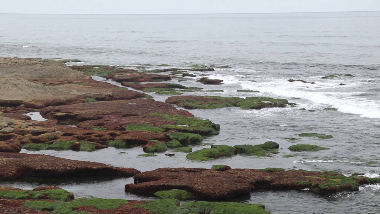 ocean-beach-tide-pools-san-diego-attraction-youtube
