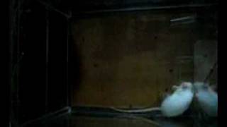 Mouse cognitive training using AfaSci's Touchscreen-Homecage system