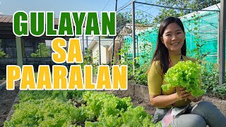 GULAYAN SA PAARALAN | MGA PARAAN SA MATAGUMPAY NA PAGTATANIM NG LETTUCE AT IBA PANG GULAY