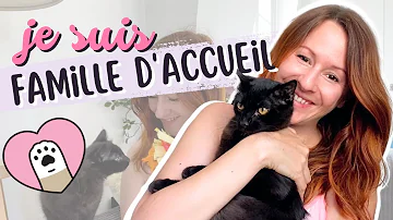 Comment devenir famille d'accueil pour chats ?