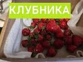 Клубника с огурцами ранней весной