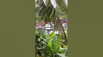 #suasana sore di dusun padma sari desa Kalianget kecamatan Seririt Buleleng Bali