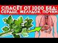 Петрушка вместо таблеток! Лечит кожу, легкие, почки и даже простатит!