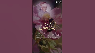 #سورة_النخل #واوحى_الله_الى_النحل #اية_النحل #الجبال #القران_راحة_نفسية  #ايات_قرانيه_قصيره