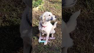 #dogforadoption Gypsy #lookingforahome • contacts in channel description • #adoptme #adoptame