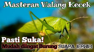 Suara Belalang Kecek Asli untuk Masteran Burung, Masteran Walang Kecek Versi Lambat Super Jernih