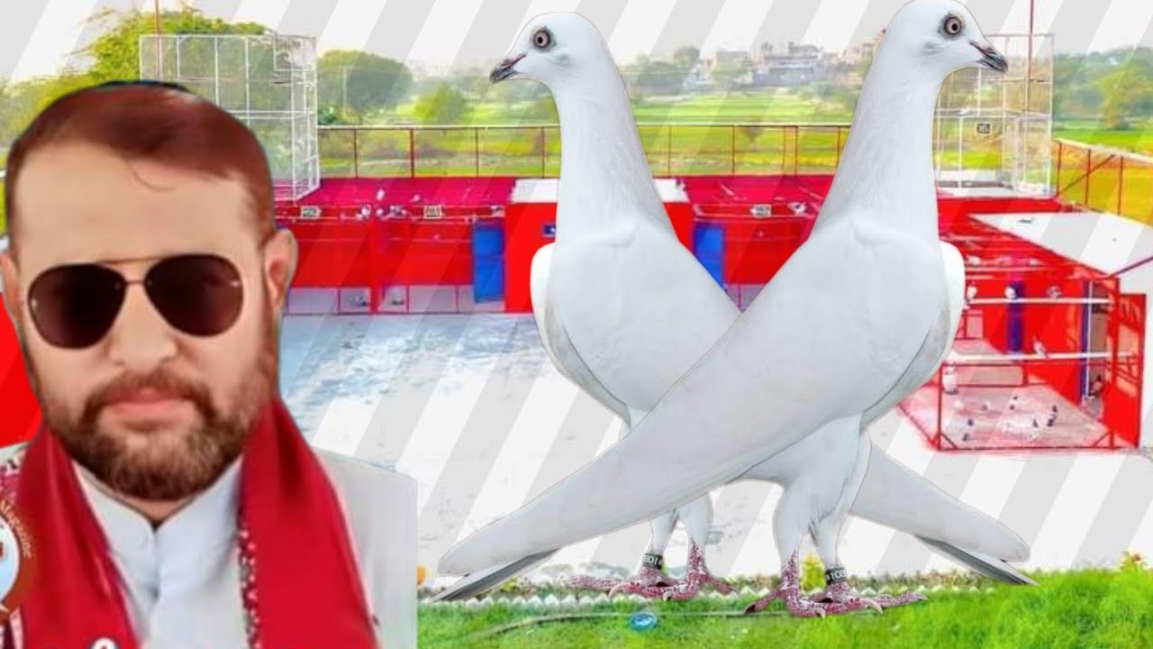 Master Basit Master Abdul Basit's Fam House wali ki chat se pigeons - YouTube