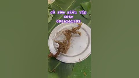 Siêu víp củ sâm rừng #sâm_ngọc_linh #sâm_ngọc_linh_rừng