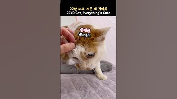 22살 노묘, 모든 게 귀여워_ 22-Year-Old Cat, Everything’s Cute