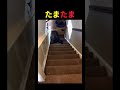 たまたま過ぎる犬【階段編】🤫暴露します🔥