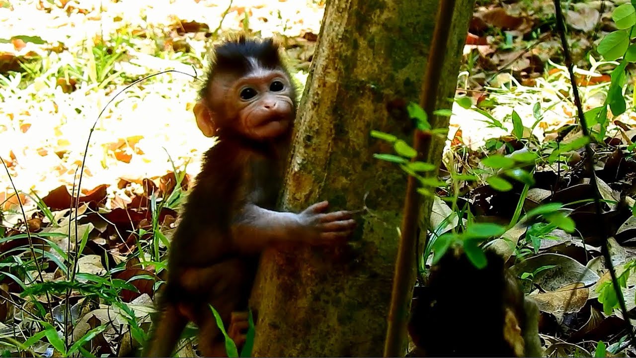 petco hours Oh, Definitely Strong & Powerful Baby Monkey Allie Trying Climbing the Tree Very Hardly.