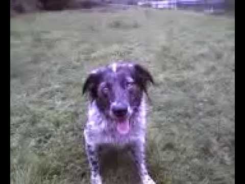 australian shepherd queensland heeler mix puppies australian shepherd australian cattle dog blue heeler mix australian shepherd queensland heeler mix puppies australian shepherd australian cattle dog blue heeler mix