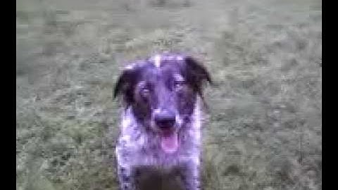 Australian Shepherd / Australian Cattle Dog (blue heeler) mix, playing fetch (video 2)
