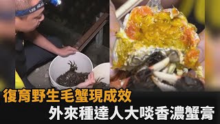 用外來種抓原生種！復育野生毛蟹現成效達人大啖香濃蟹膏超 ... 