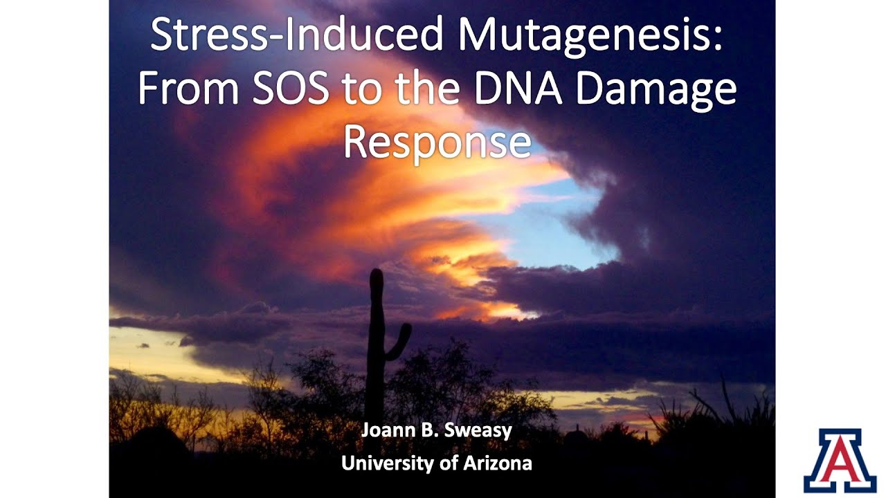Joann Sweasy - Stress-Induced Mutagenesis: From SOS to the DNA Damage Response