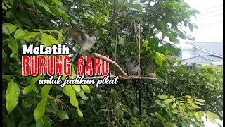 MELATIH BURUNG BARU MERBUK / PERKUTUT UNTUK DIJADIKAN PIKAT