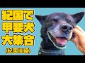 【紀国後編】甲斐犬大集合 (あわやガブリ!)