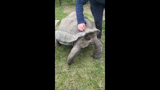 Tortoise Enjoys A Good Shell Scratch