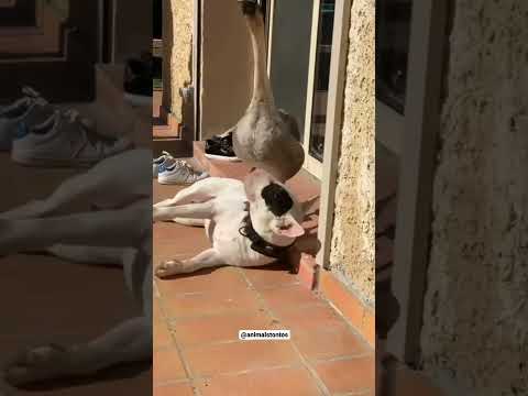 دوسي دوسي على كلبي دوسي