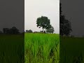 Farmer life//🤢🌾🔥☄️#shorts #ytshorts#viralshorts
