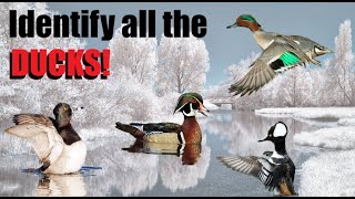 Duck Identification! - Learn to ID Winter Waterfowl FAST!