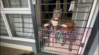 FLOKI CRYING AGAIN BECAUSE HE WAS LEFT AWAY!!!