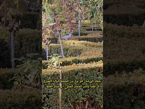     معلومات عن حمام الورشان أو حمام الغابة غرناطة الأندلس