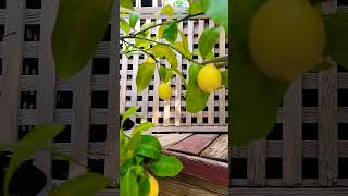 Fresh organic lemons 🍋