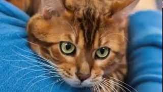 Asociatia Felina Sofisticat