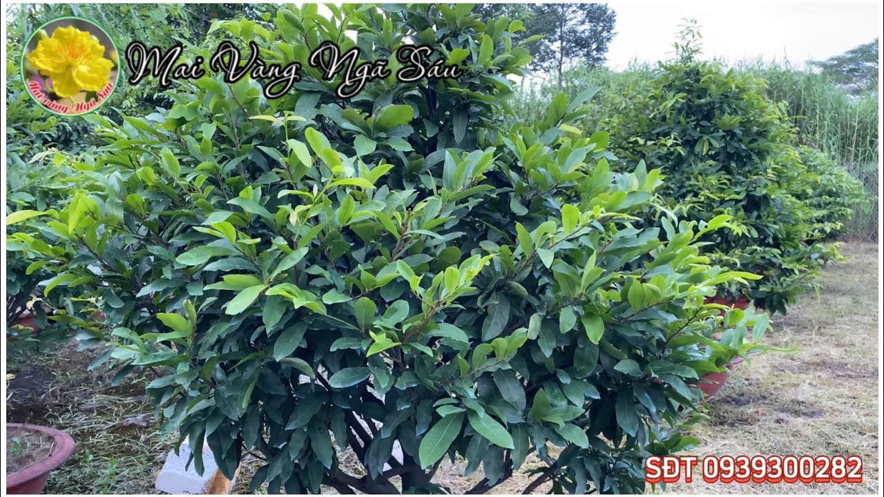 Bón phân NPK 17-17-17 cho cây mai cân bằng dinh dưỡng