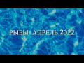 Рыбы гороскоп Апрель 2022