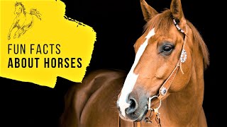All about Horses: Collection of Fun Facts and Equine Videos for e-Learning by Animal facts by Datacube 4,435 views 3 years ago 9 minutes, 34 seconds