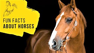 All about Horses: Collection of Fun Facts and Equine Videos for e-Learning