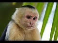 13 Interesting Capuchin Monkey Facts
