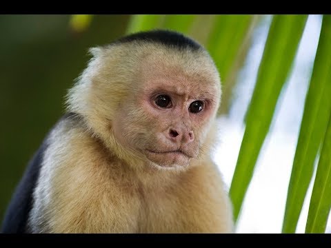 Video: Co jedí kapucínské opice?