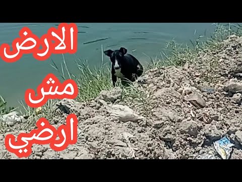 الارض مش ارضي
