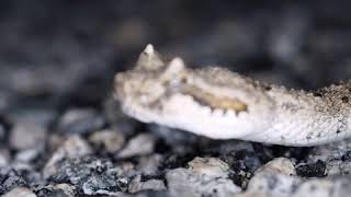 Kameralar Karşısında Hiç Birşey Yapmayan Nerodia Türü Yılan.