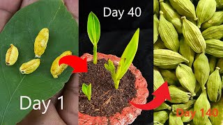 How to grow cardamom from cardamom seeds | Grow plants from seeds