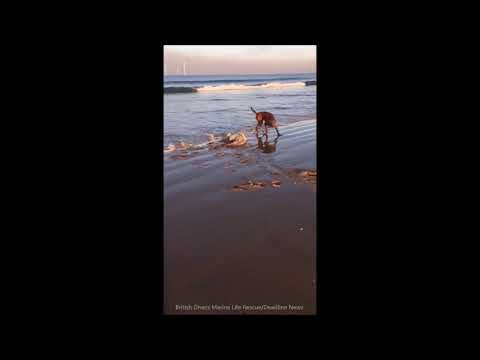 Moment seal pup forced to fight for life after it is attacked on beach by out-of-control dog