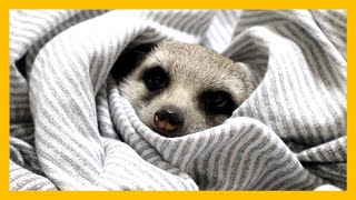 Meerkats feel warm blankets with their whole bodies