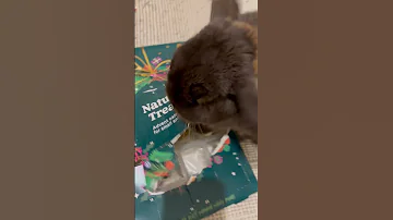 Bunny Too Inpatient For Advent Calendar ViralHog 
