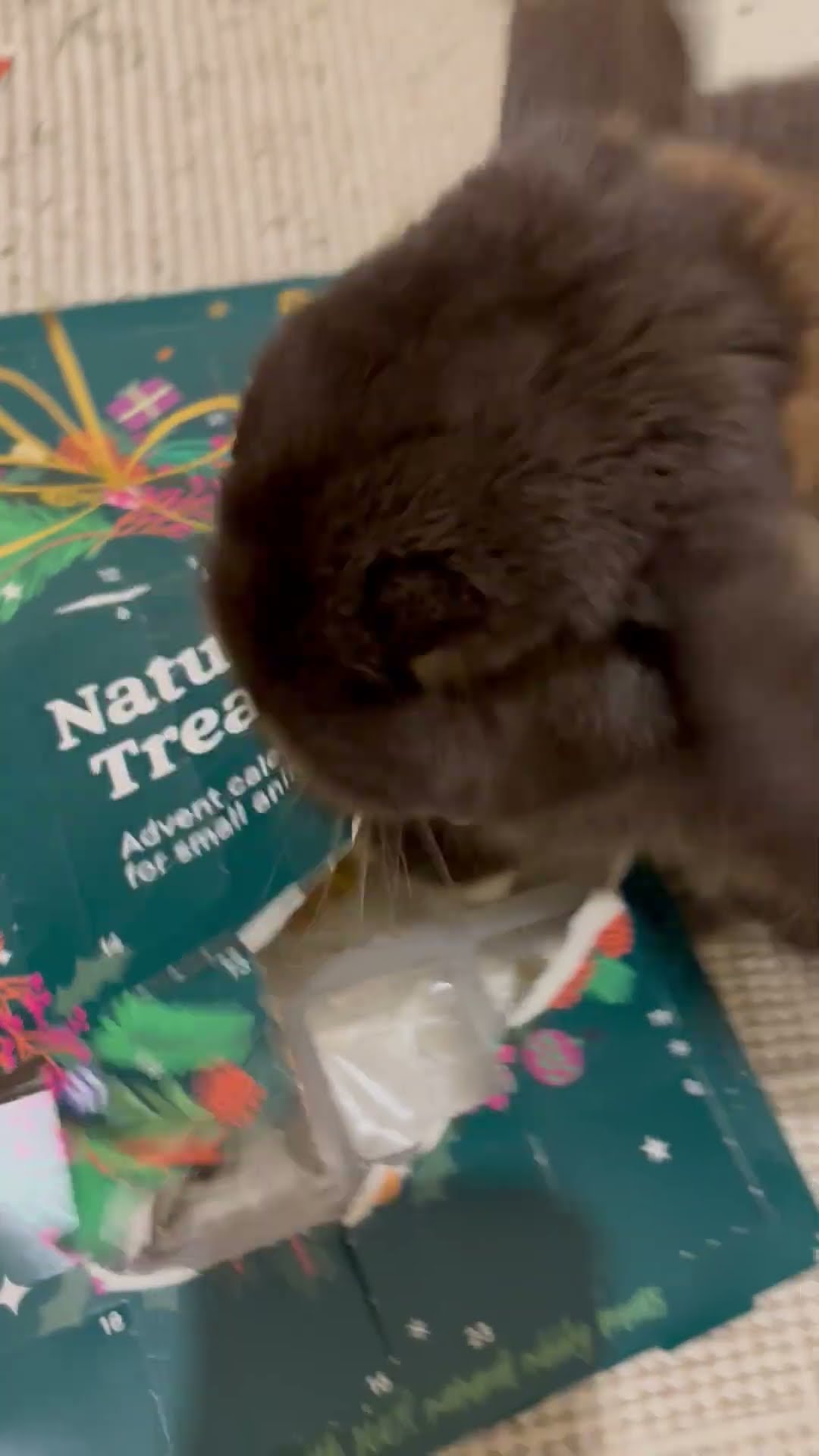Bunny Too Inpatient for Advent Calendar || ViralHog