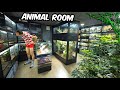 A man lives with 150 spiders in his basement  animal room tour  full collection tour