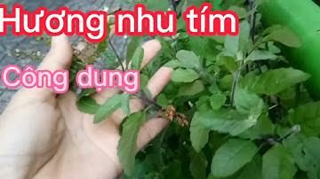 Công dụng chữa bệnh cây hương nhu trong đời sống. Ban vlog