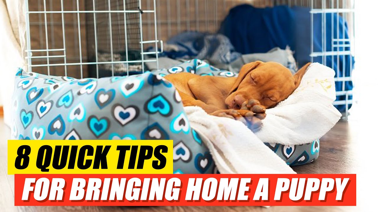 8 Quick Tips for Bringing Home a Puppy for New Dog Owners - # ...